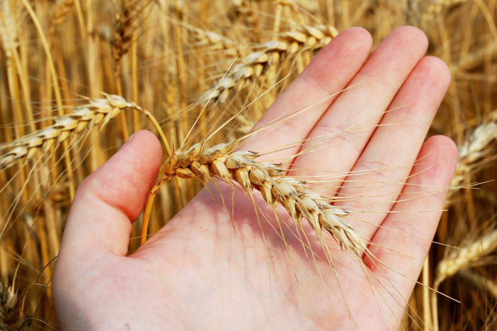 Las personas con intolerancia al trigo desarrollan unos mecanismos inmunológicos que liberan cantidades elevadas de histamina y provocan síntomas como dolores de cabeza, síntomas digestivos, cansancio…
